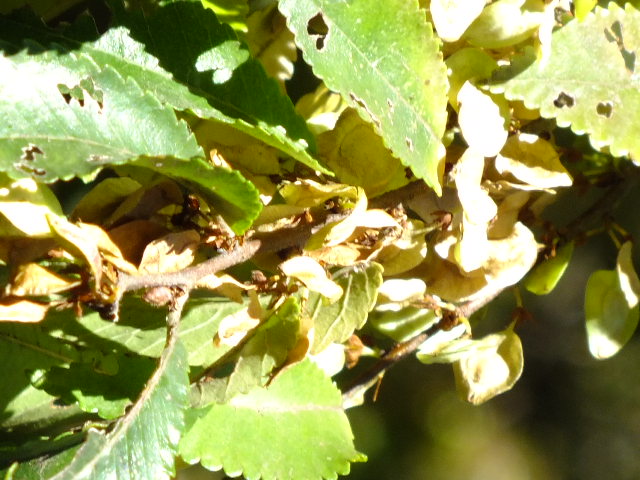 e0145782_15501536.jpg