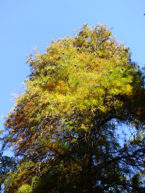 e0145782_15511045.jpg