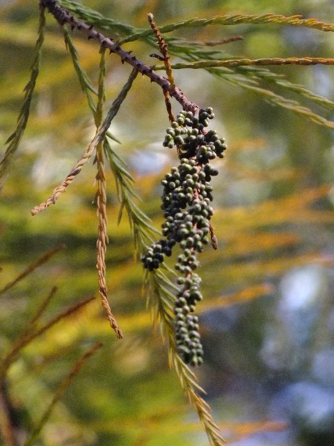 e0145782_1552599.jpg