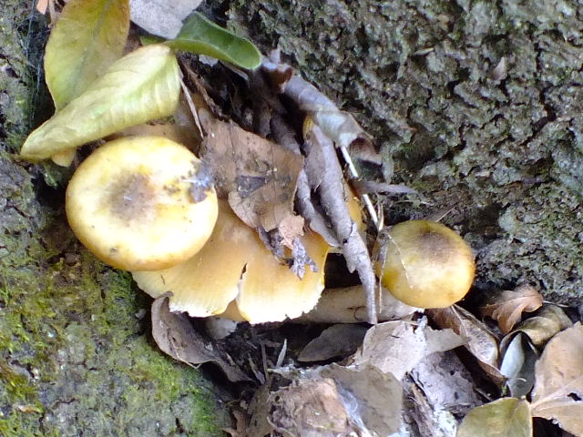 e0145782_1556820.jpg
