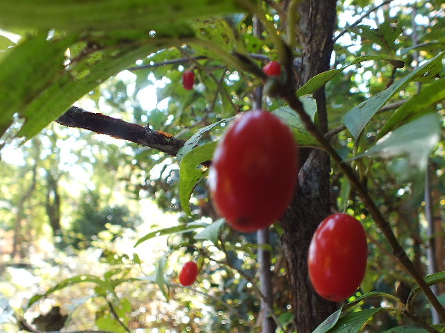 e0145782_15583126.jpg