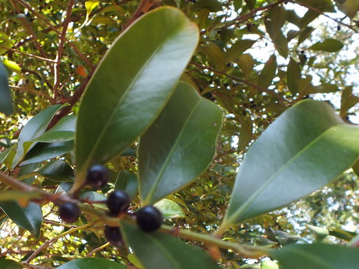 e0145782_1559740.jpg