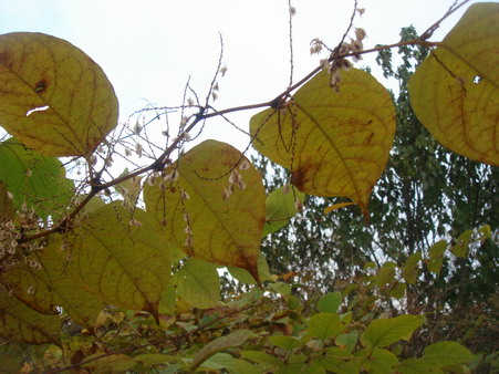a0247585_44895.jpg