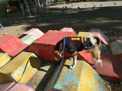 a0319693_836738.jpg