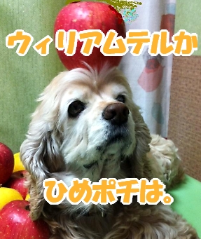 にほんブログ村 犬ブログ アメリカンコッカースパニエルへ