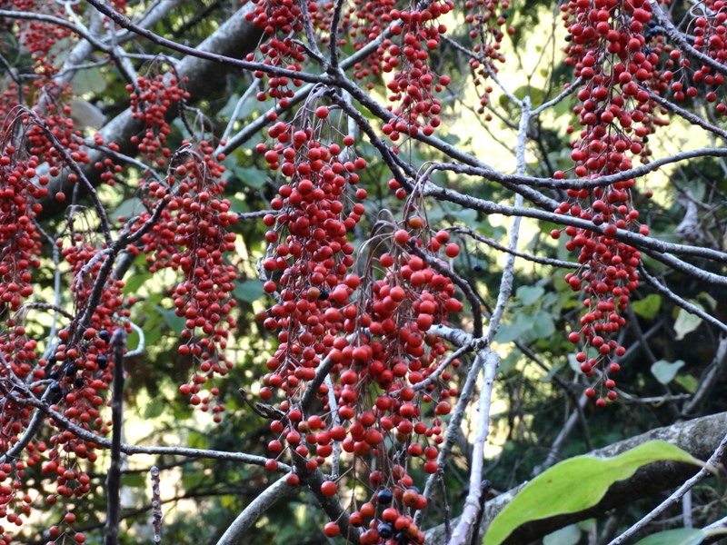 c0042418_8523076.jpg