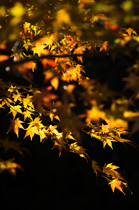 a0283057_1049053.jpg