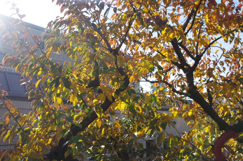 f0054677_921513.jpg