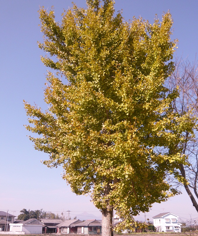 a0206332_9193265.jpg
