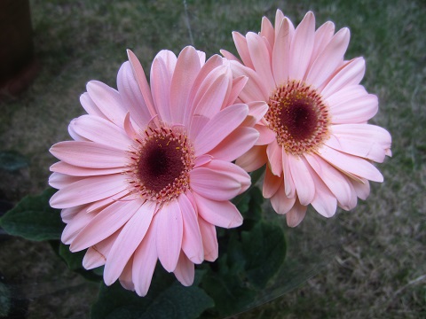 f0002833_19381761.jpg