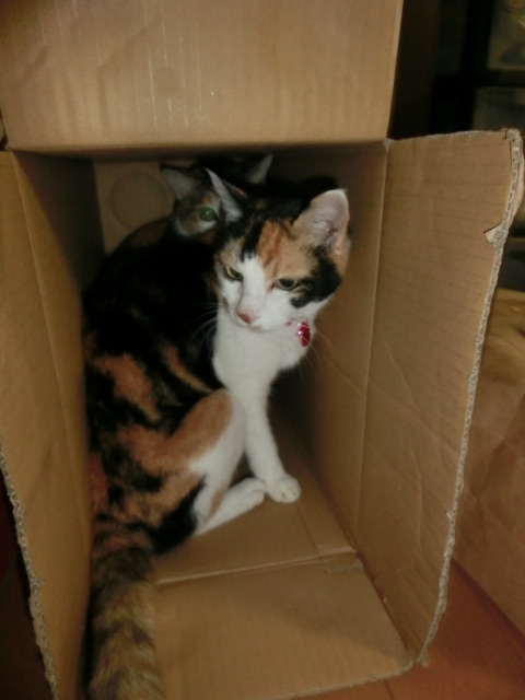 c0194042_15145946.jpg