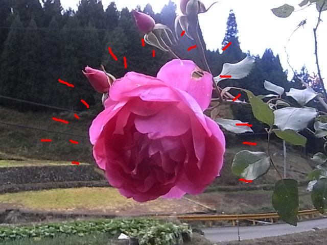 a0146070_6355885.jpg