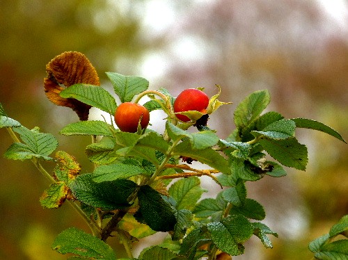 d0084473_2010260.jpg
