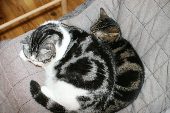 c0011300_2225316.gif