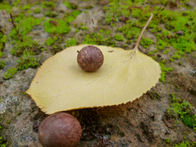 f0315911_2385736.jpg
