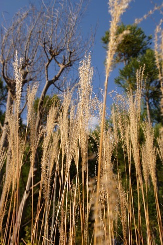 c0235725_944175.jpg