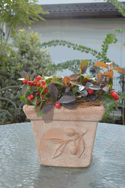 c0136736_1984167.gif