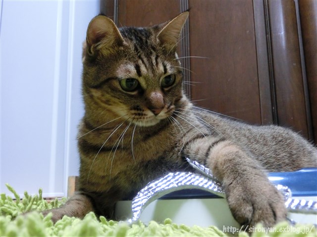 a0159490_1435668.jpg
