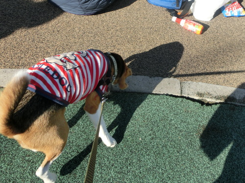 a0319693_951866.jpg