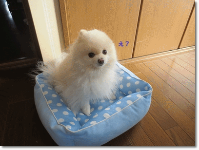 b0167519_142068.gif