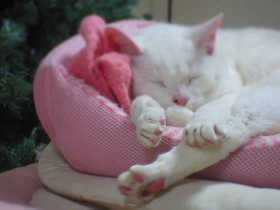 f0002833_20115100.jpg