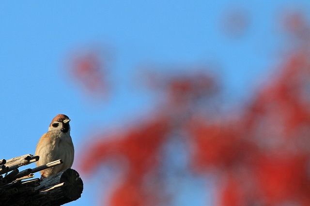 a0242438_222206.jpg