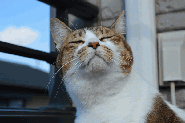 c0136736_180299.gif