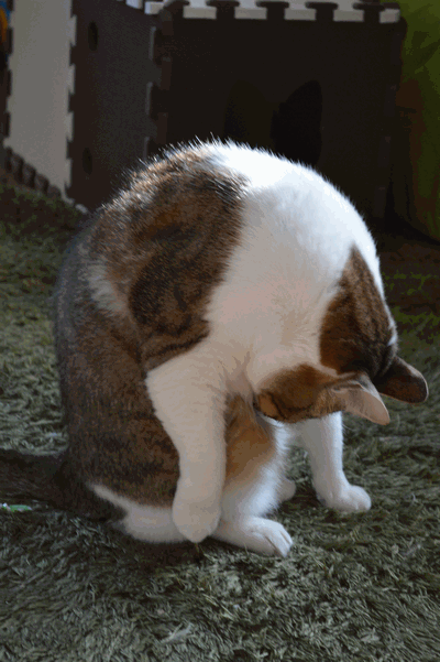 c0136736_1872781.gif