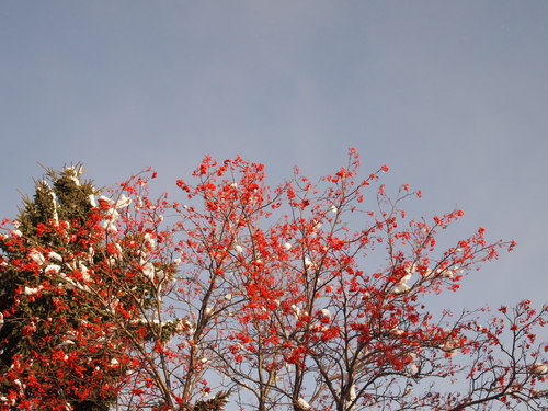 c0117239_913895.jpg