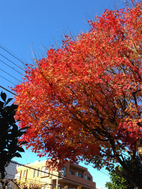 c0089360_2155155.jpg