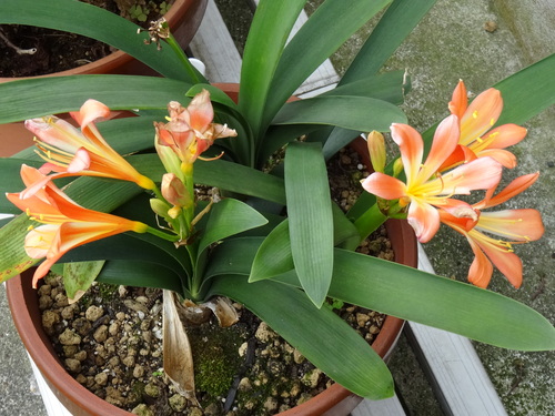 c0108460_1832887.jpg