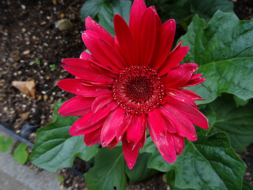 c0108460_1841580.jpg