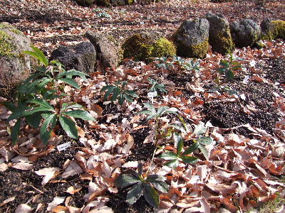 e0088260_21143212.jpg