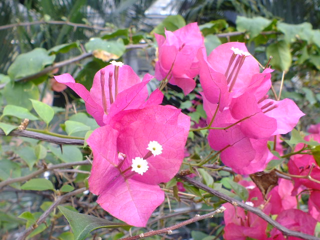 e0145782_6594182.jpg