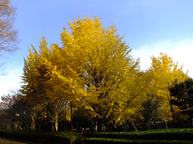 e0145782_714459.jpg