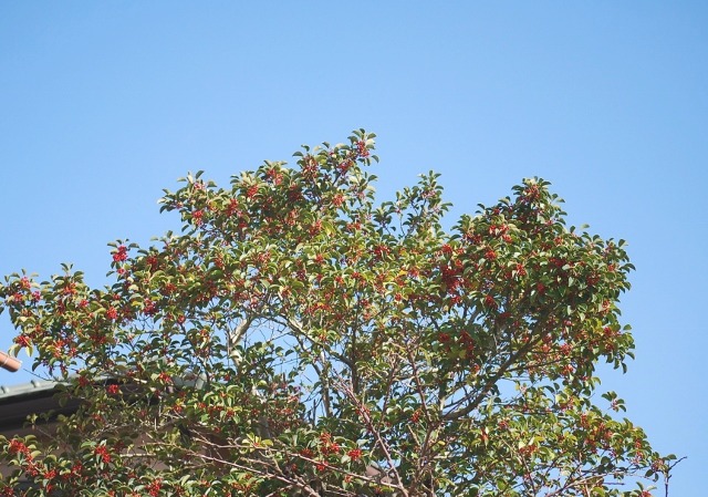 e0025300_2013247.jpg