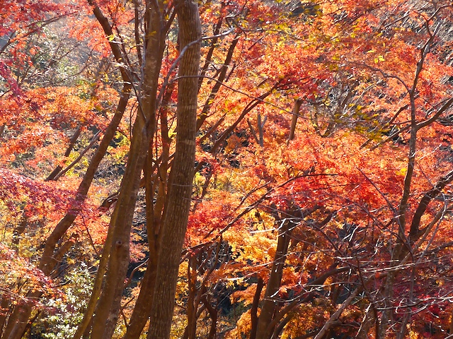 c0093131_13392983.jpg