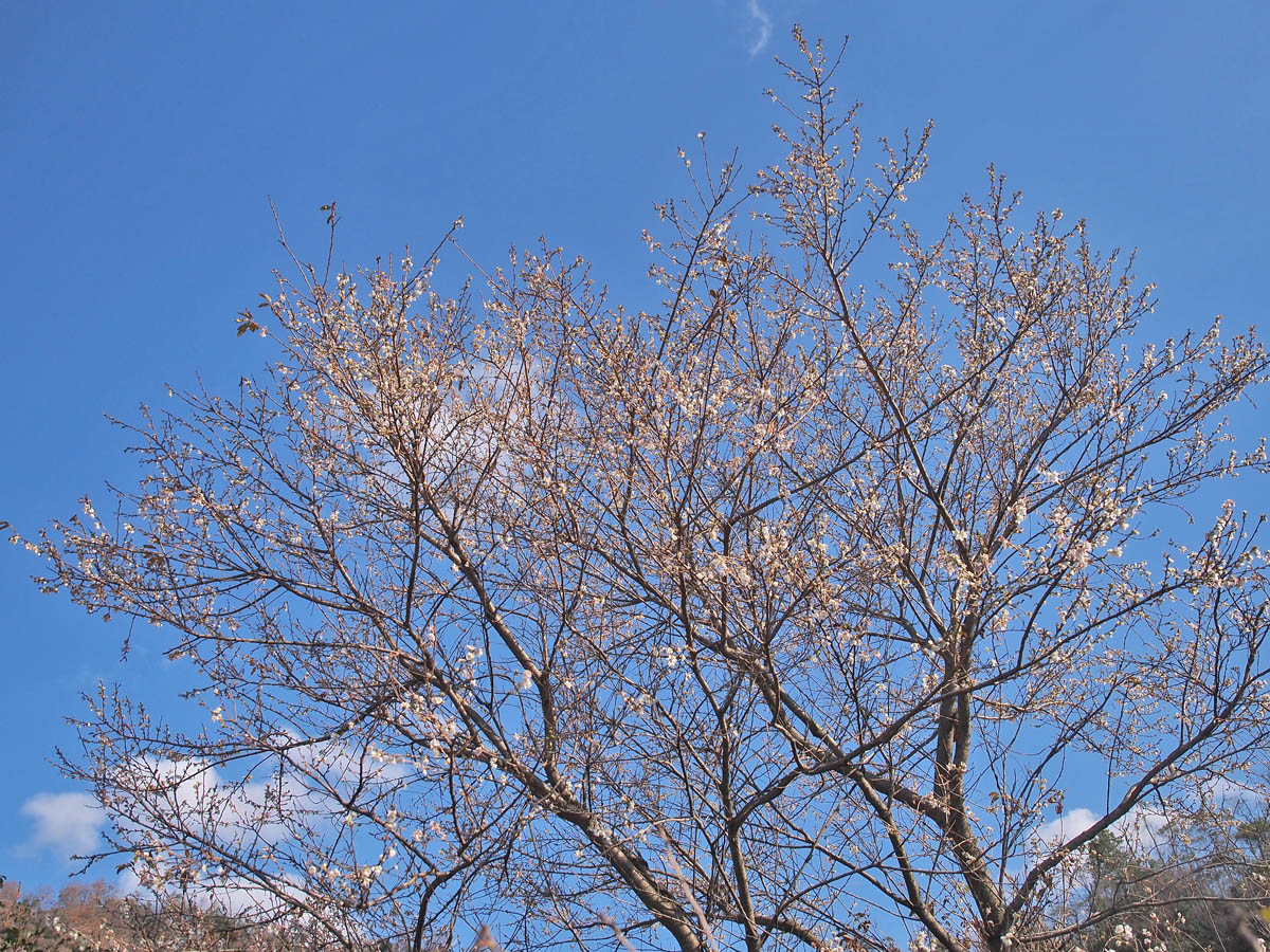 c0212341_1717668.jpg