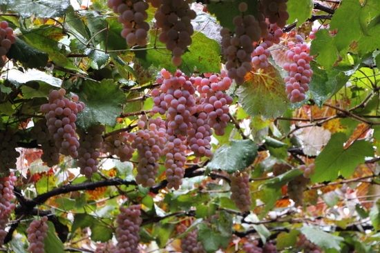 e0234741_17414139.jpg