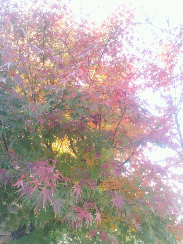 c0310543_15503795.jpg