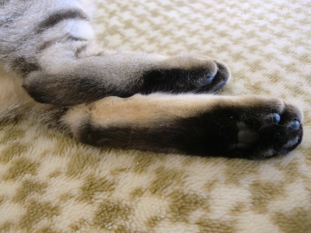 c0259945_15165450.jpg