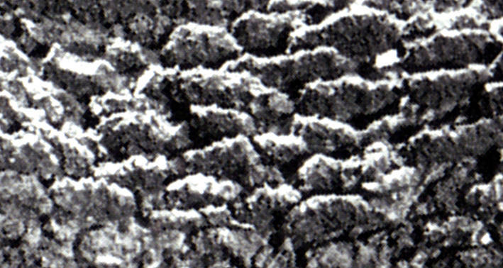 e0096346_1672070.jpg