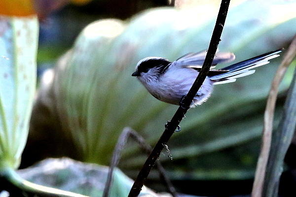 f0215964_1438415.jpg