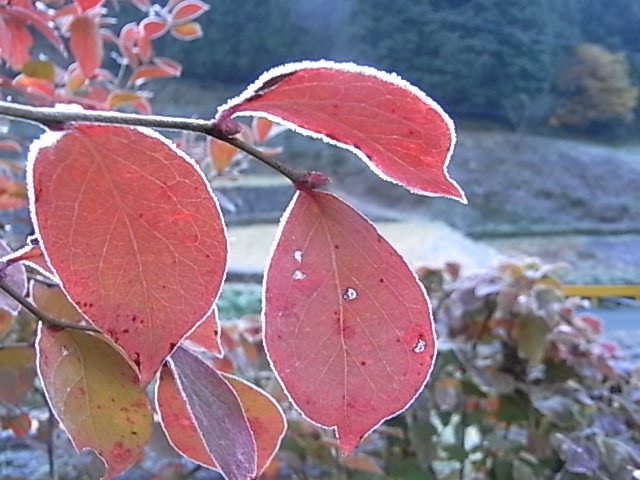 a0146070_6265642.jpg