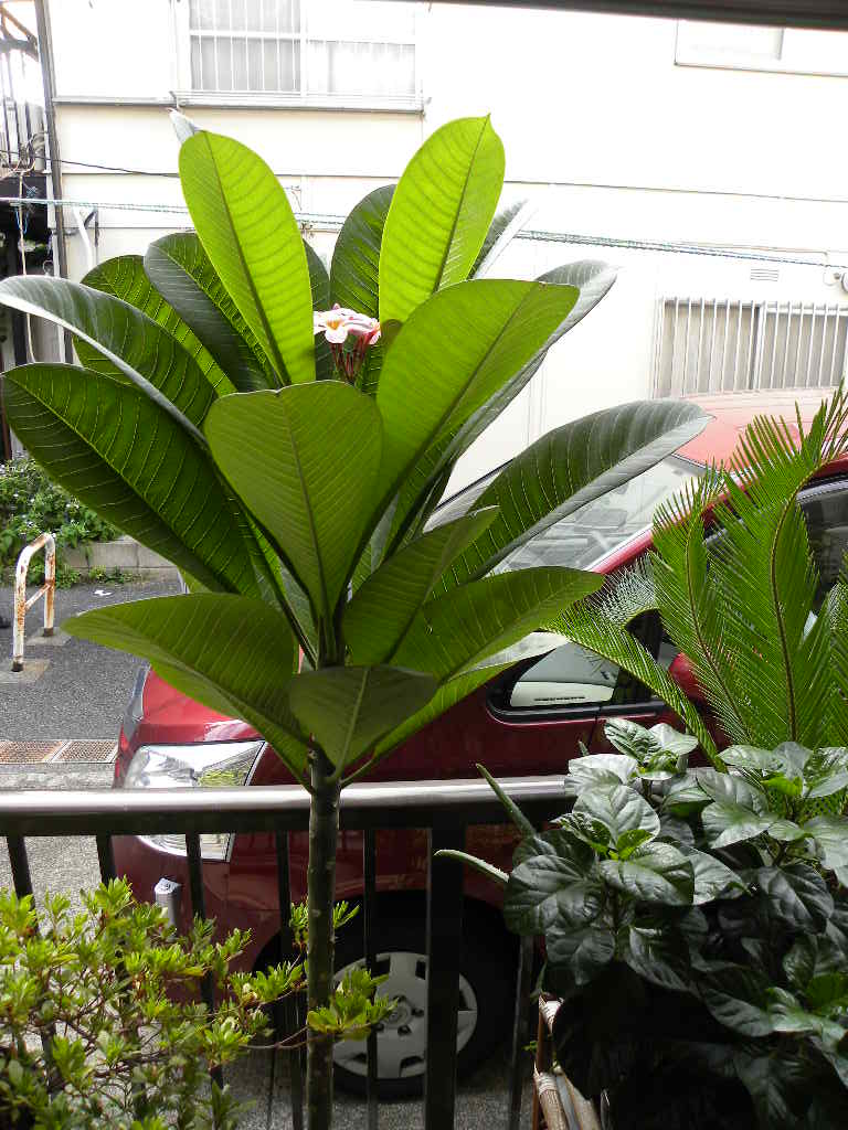 c0162773_1327259.jpg