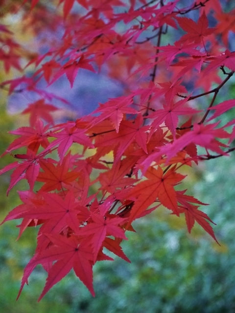 a0147281_15404445.jpg