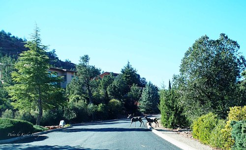e0148185_12473433.jpg