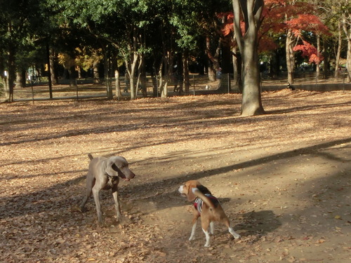 a0319693_1793528.jpg