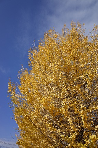 b0119493_15251541.jpg