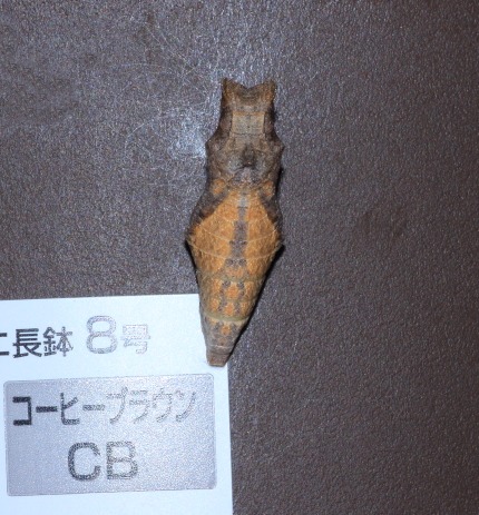 b0194593_215036100.jpg